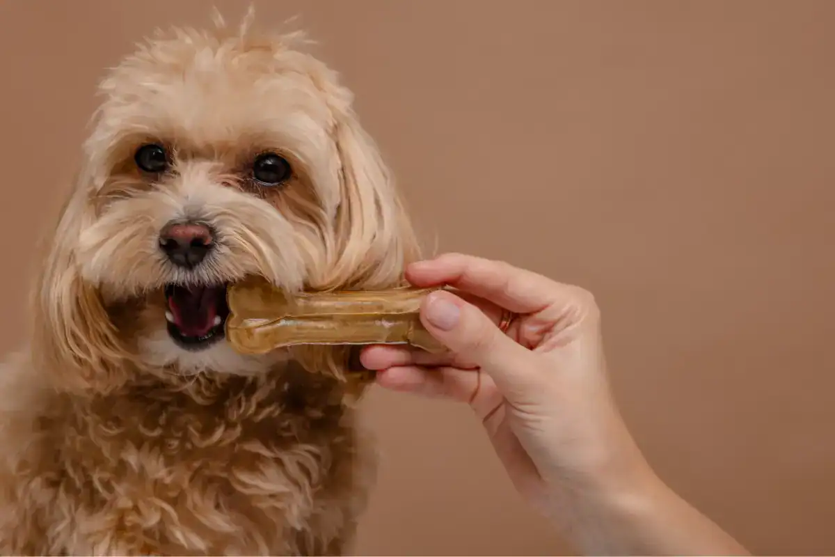 alimento natural perros