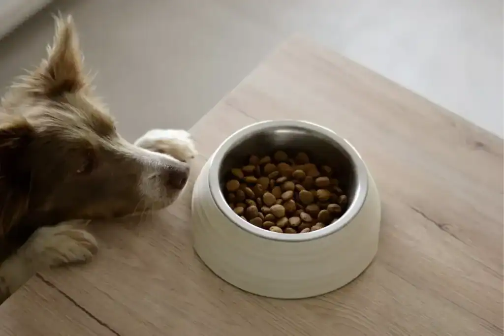 alimentos para mascotas​